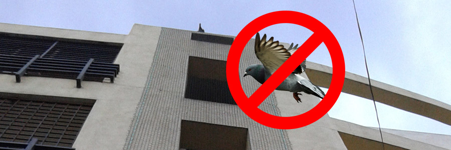 Pigeon Nets