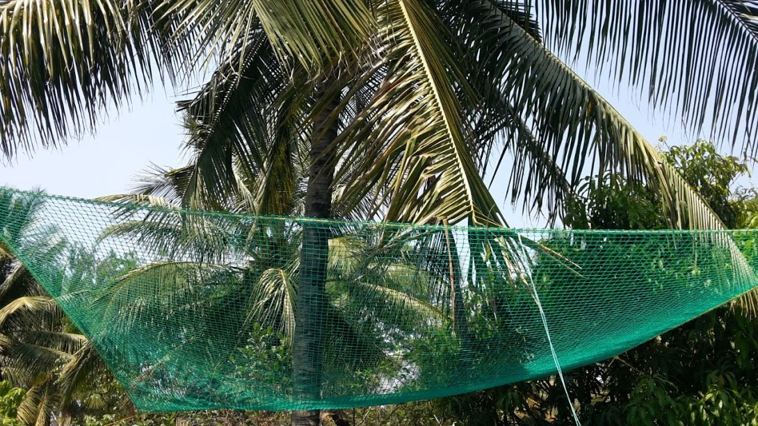 Coconut Tree Nets
